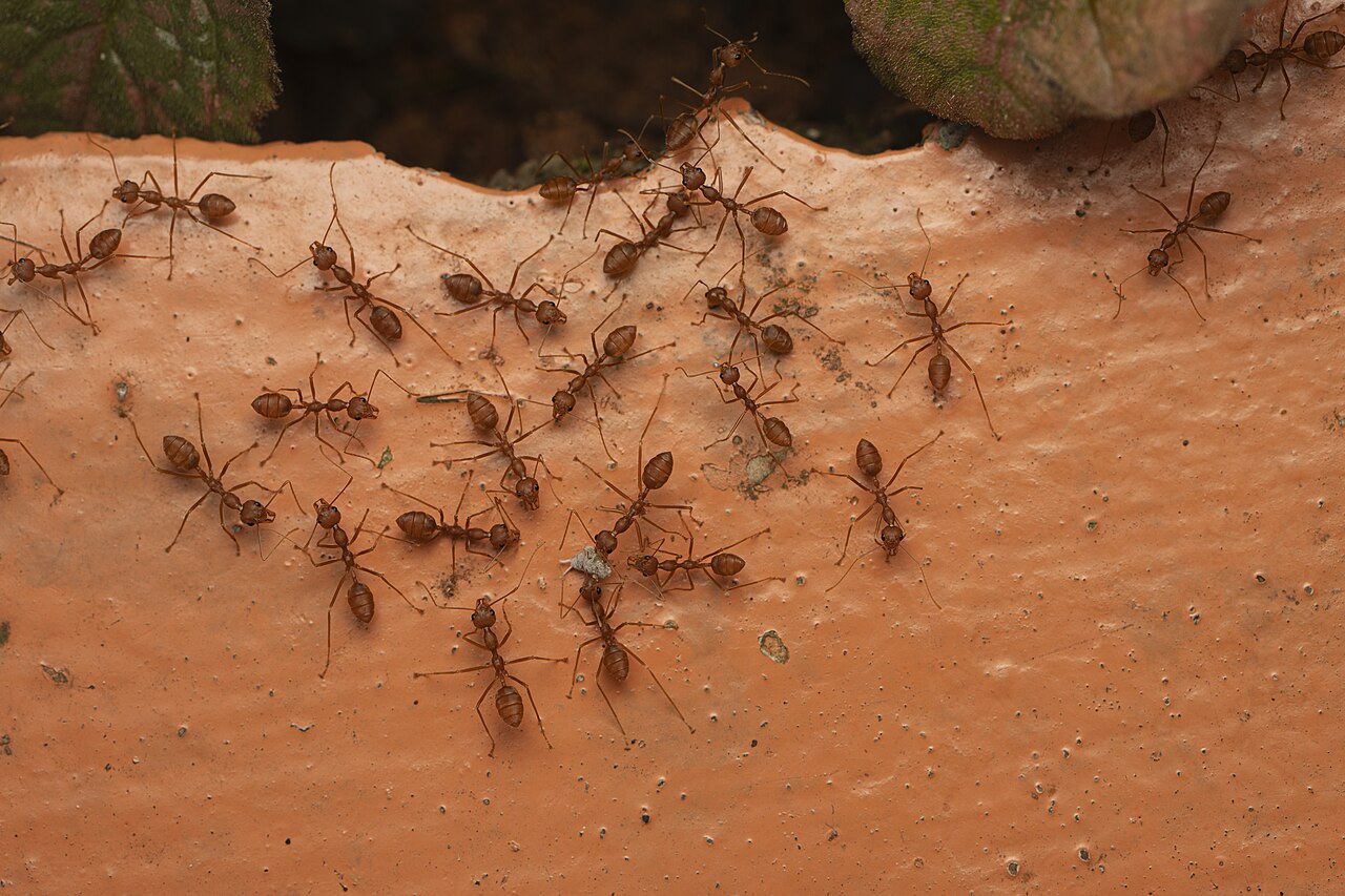 Ant Control