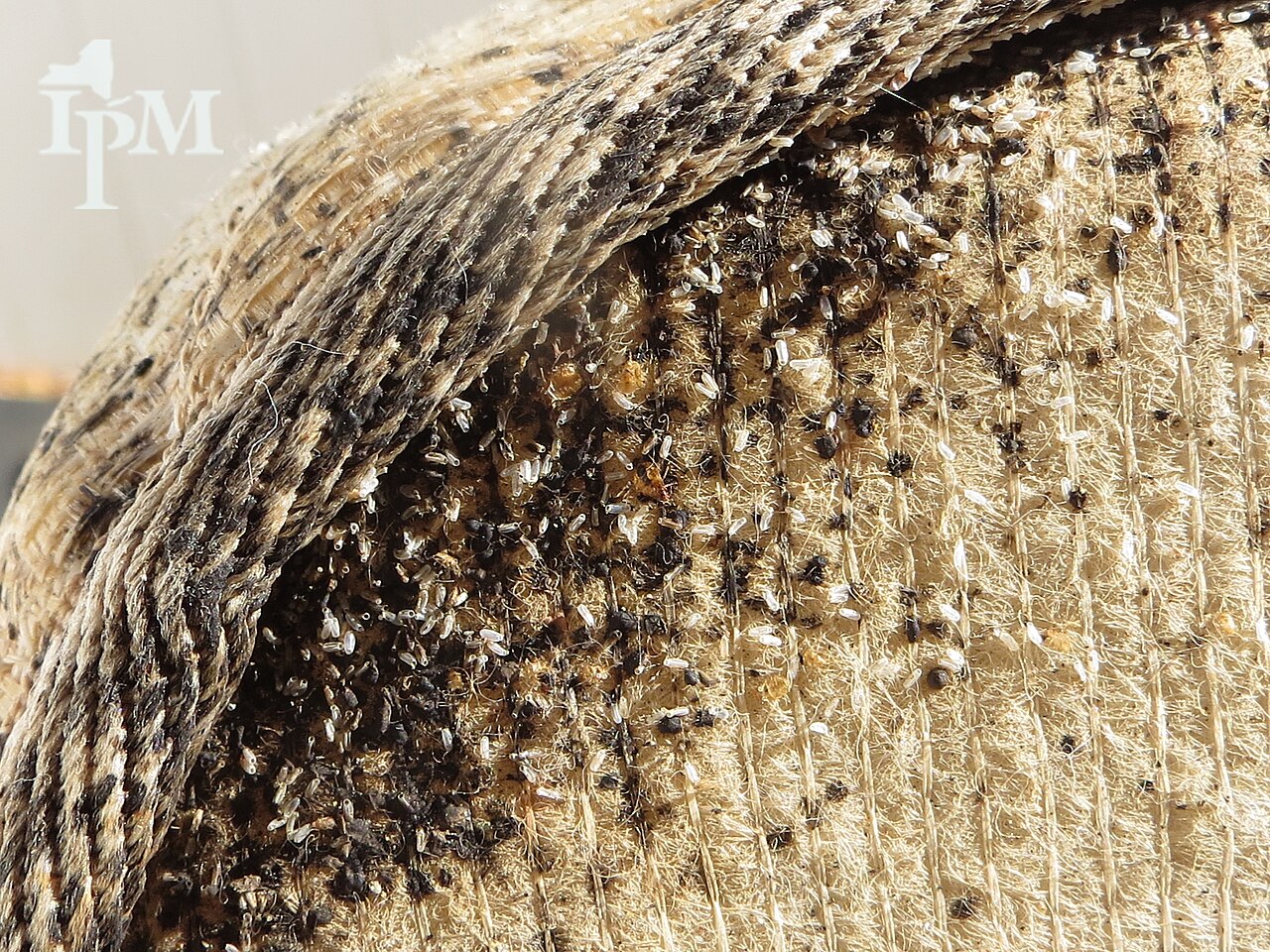 Bed Bug Control