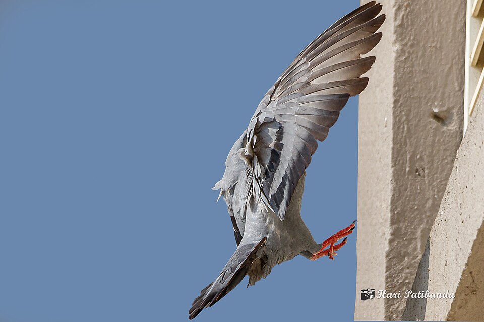 Bird Control