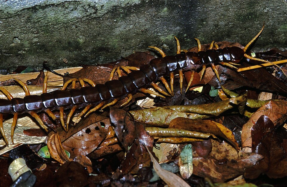 Centipede & Millipede Control