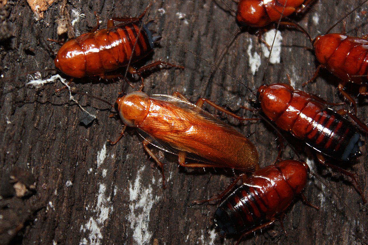 Cockroach Control