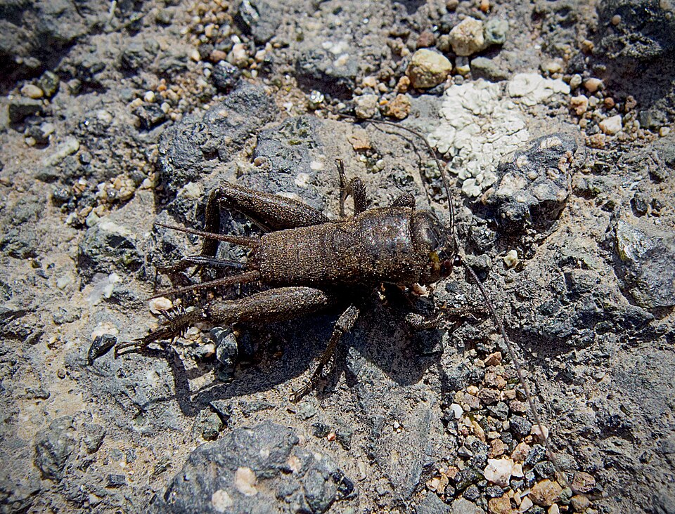 Cricket Control