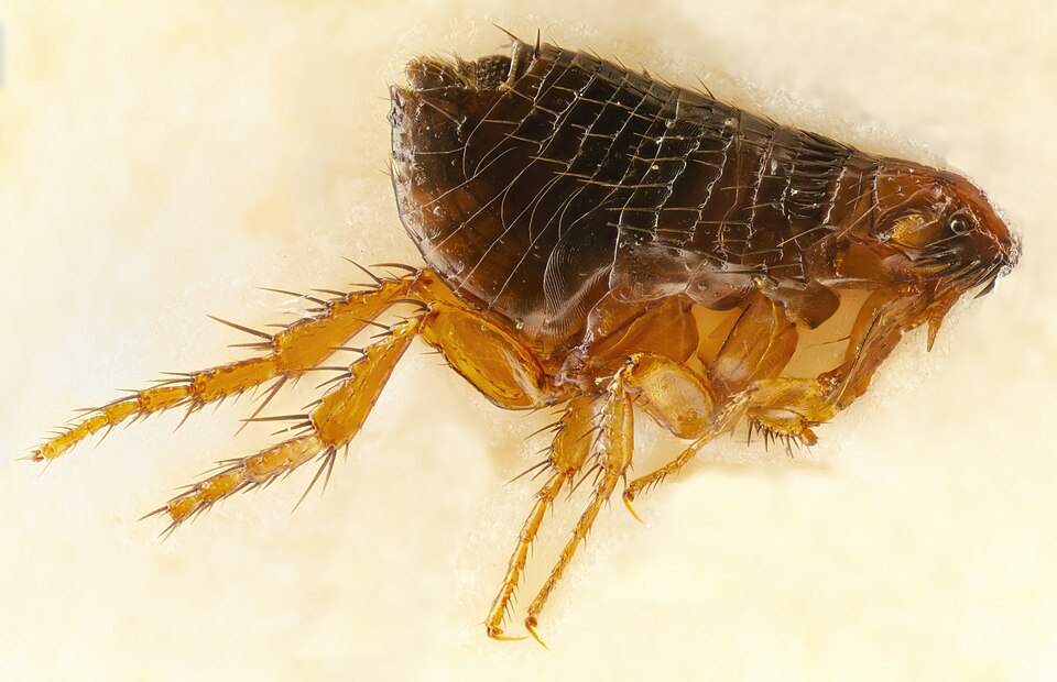Flea Control