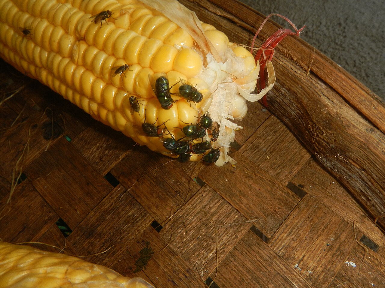 Fly Control