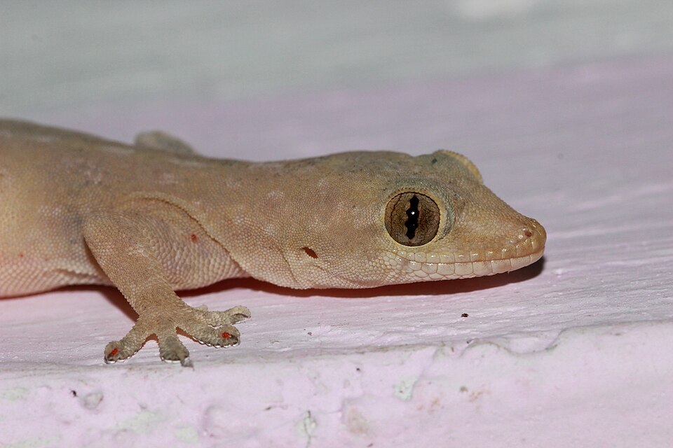 Lizard Control