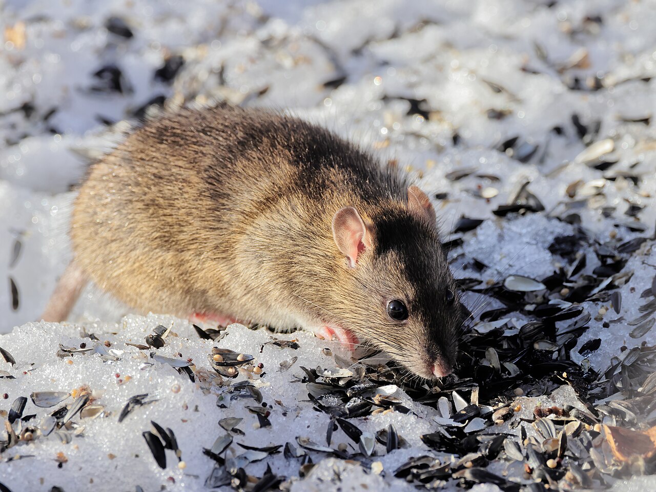 Rat Control