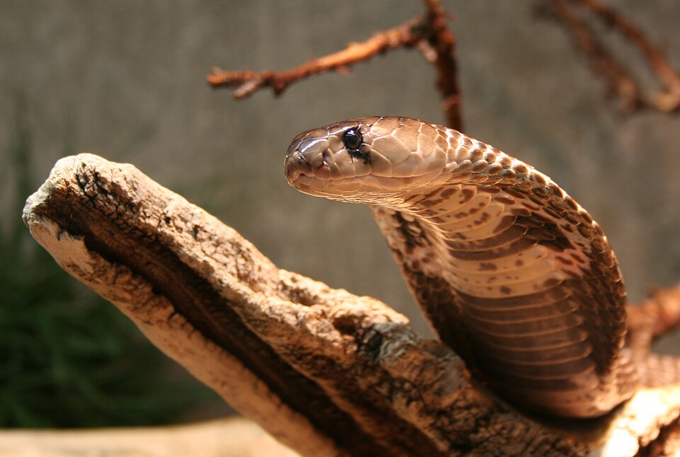 Snake Control & Rescue