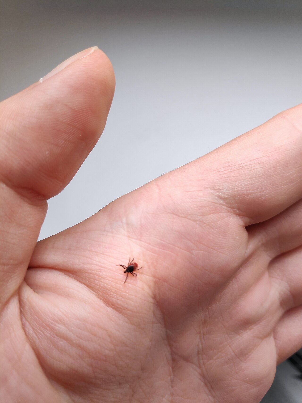 Tick Control