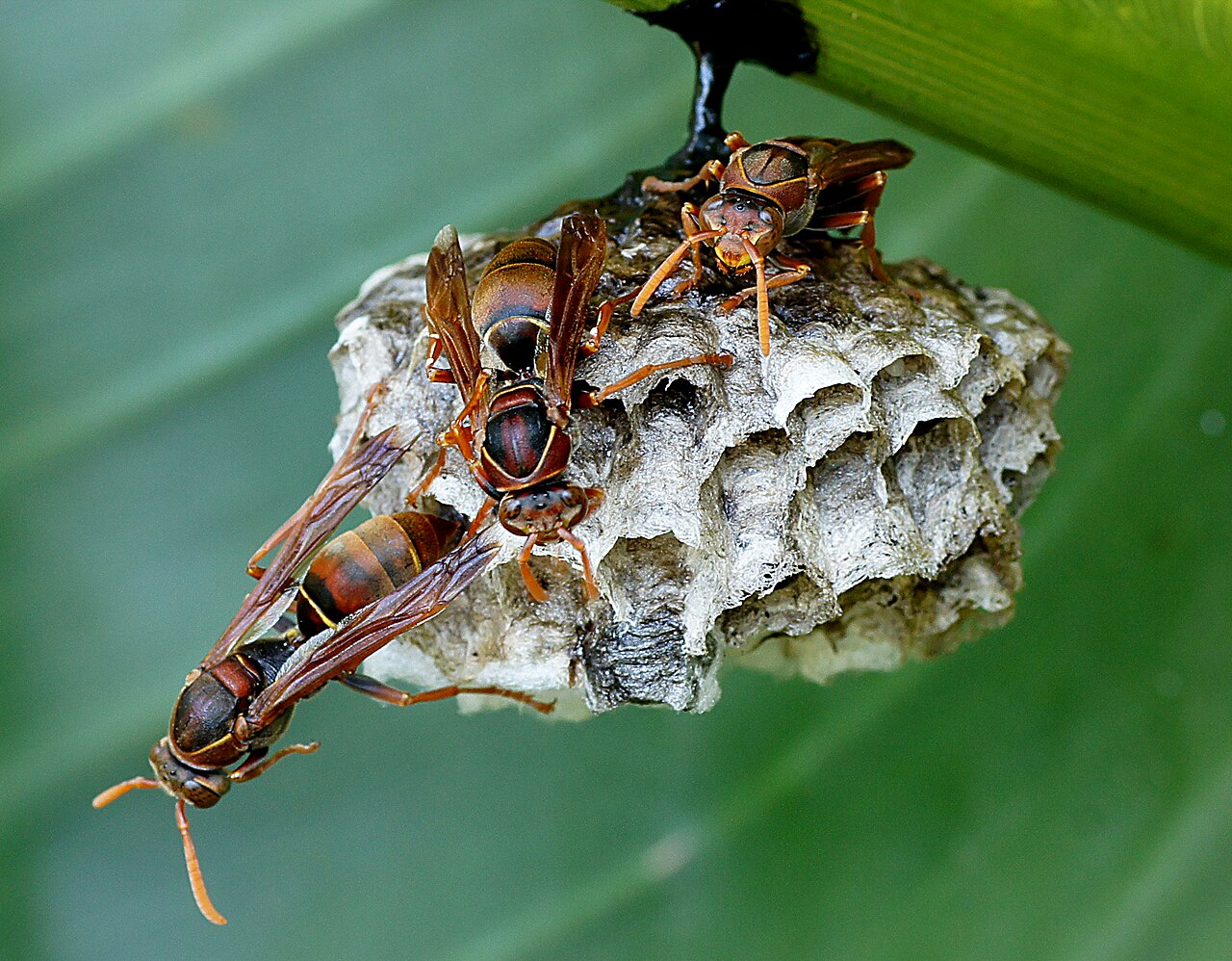 Wasp & Hornet Control
