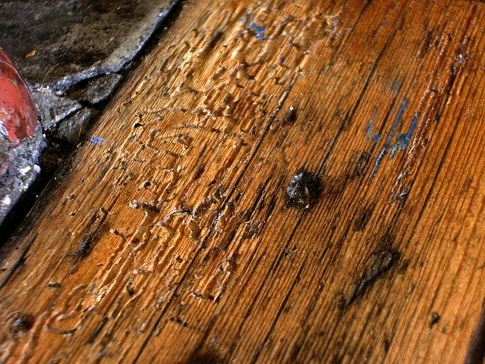 Wood Borer Control